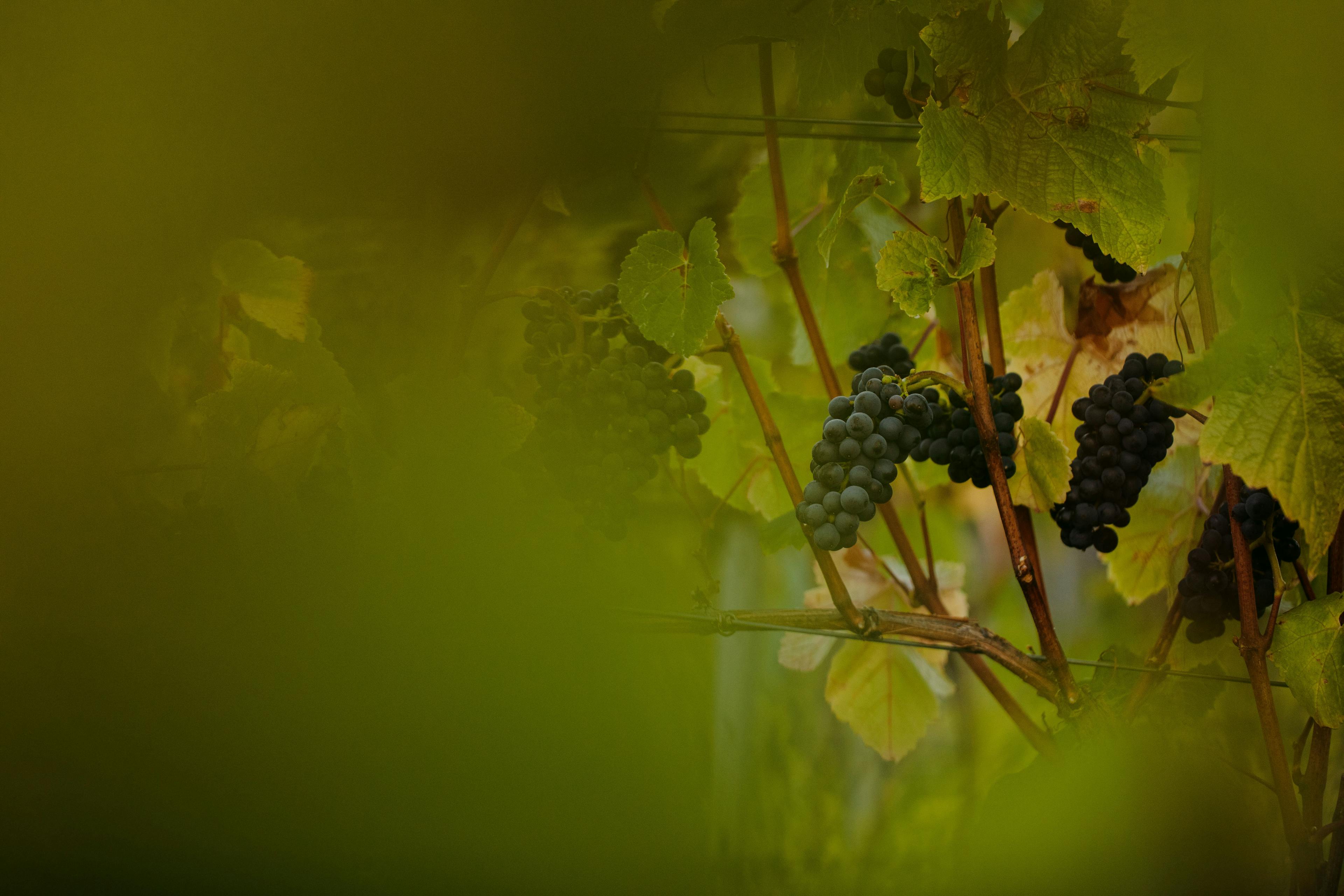 Red win grapes sit nestled within luscious green grape vines